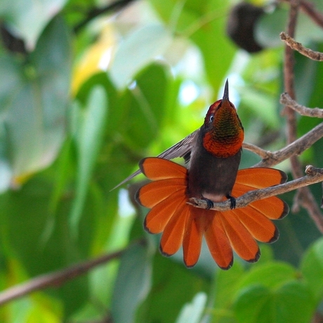 Rode Kolibrie