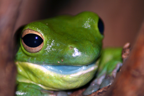 groene kikker