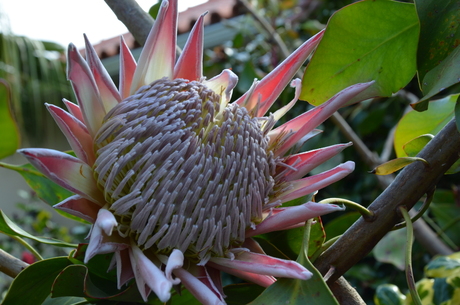 Protea