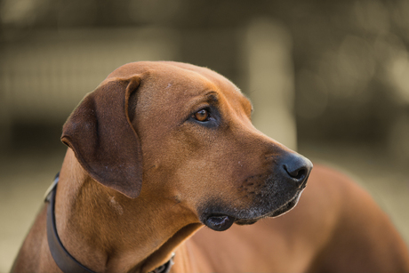 Rhodesian Ridgeback