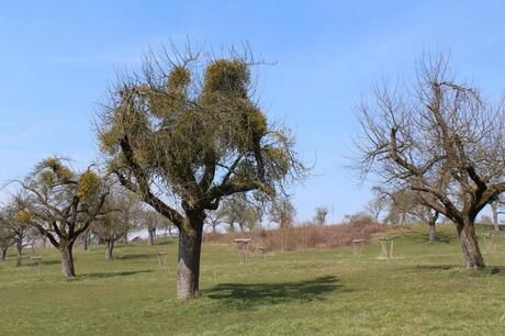 Belletboomgaard Pasen 2013