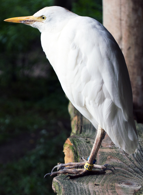 Koereiger