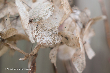 Hortensia