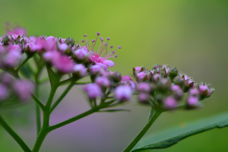 little flowers