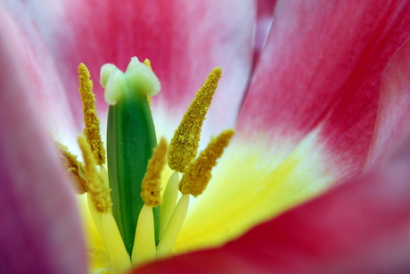 Close-up Bloemetje