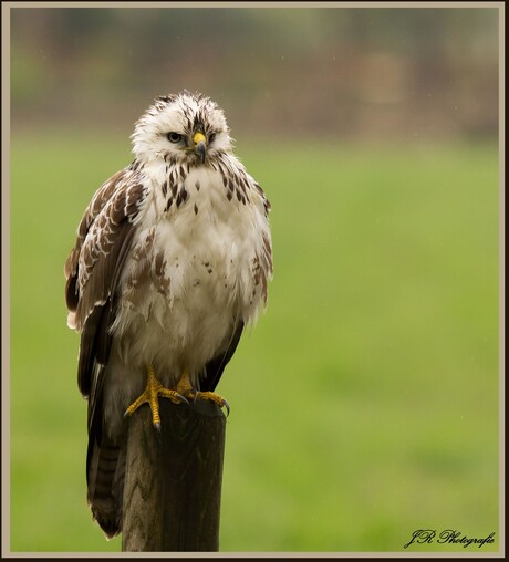 Blonde Buizerd