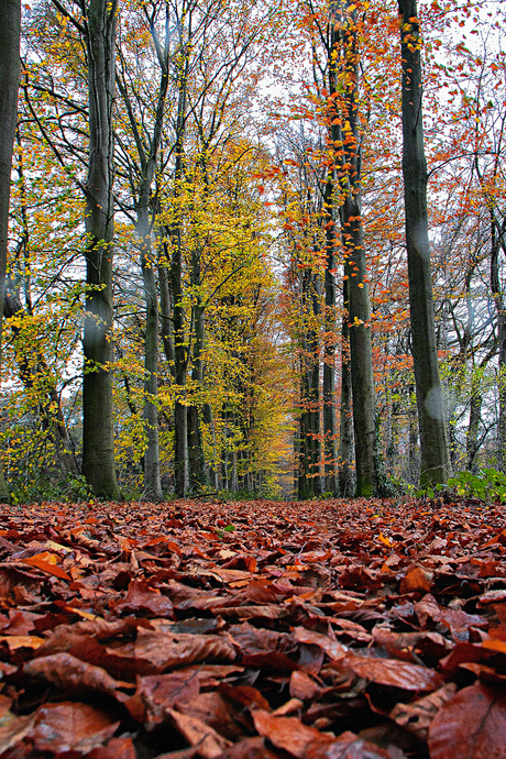 Gewoon...herfst