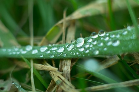 GrassDrops