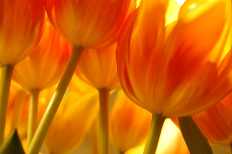 Tulpen op de keukentafel