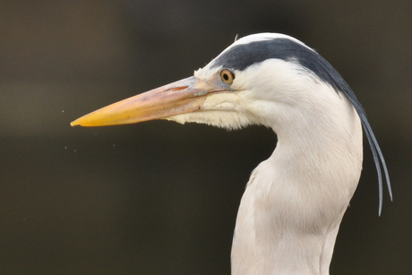 Reiger bij hofvijver Den Haag