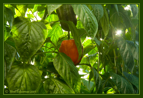 Paprika in bloei