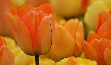 Tulp 2