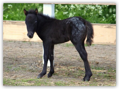 mini horse