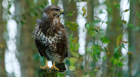 Buizerd