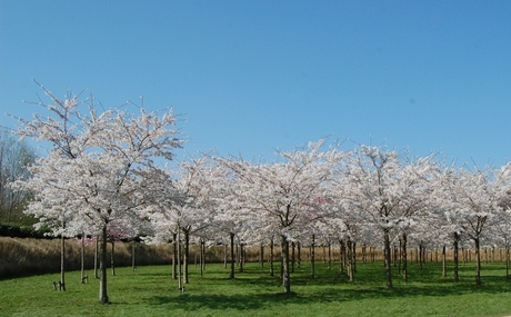 bomen in bloei