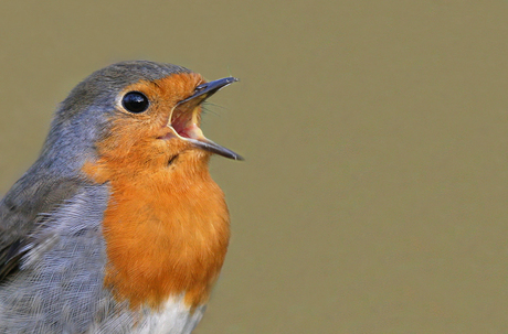 Singing robin...