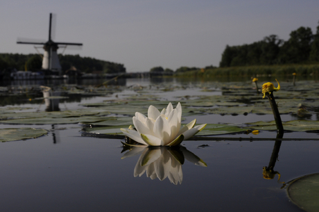 spiegeling waterlelie