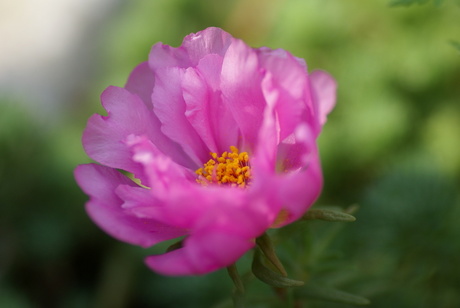 Roze bloempje