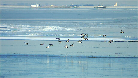 markermeer