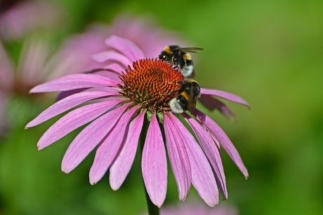 Even lekker snoepen.