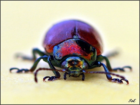 een van de Beetles