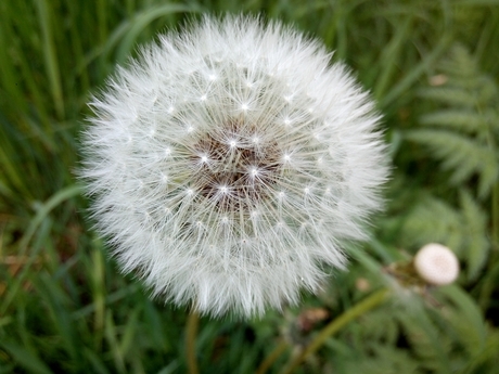 Paardenbloem