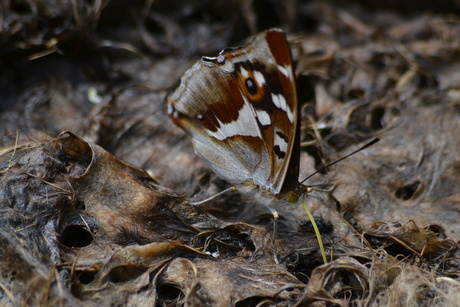 De grote weer schijn vlinder