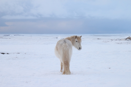 Paard, IJsland