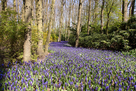 Keukenhof