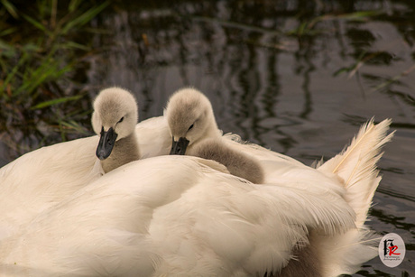 twee jonge zwaantjes op moeders rug