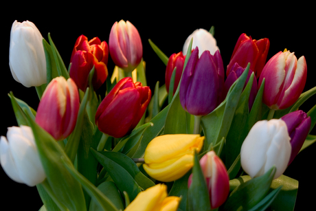 Bosje tulpen