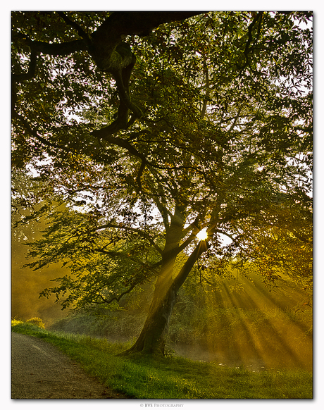 Golden Tree