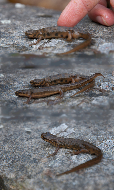 Kleine watersalamander collage