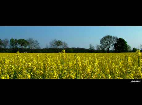 Yellow Field - I