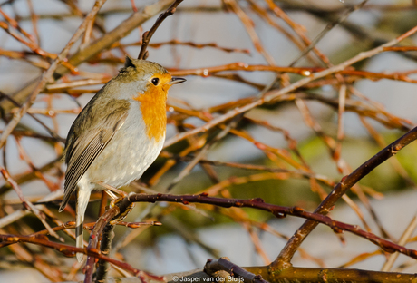 Roodborst