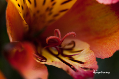 Hart van een bloem