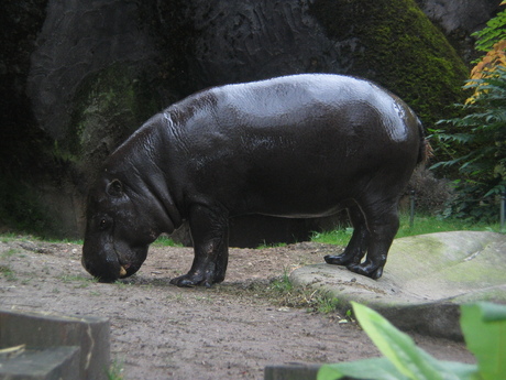 Glanzend nijlpaard