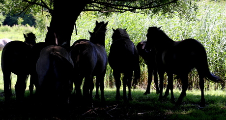 Wilde Konink paarden, schuilen voor de hitte van de dag.