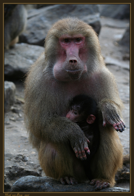 beschermd door gulzige moeder