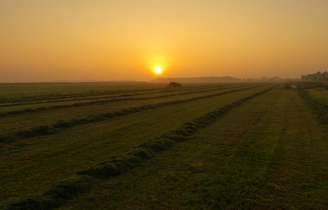 Polder