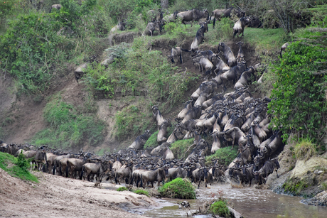 Rivercrossing in de Masai Mara