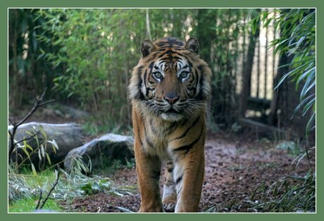 Oog in oog met de tijger