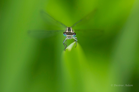 Spread your wings...