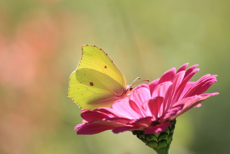 vlindertje op roze bloem