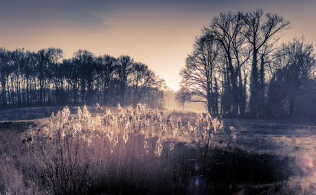 Riet in de zon