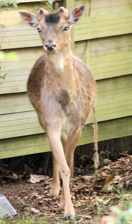 Een hert in mijn tuin!