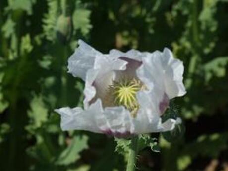 Papaver