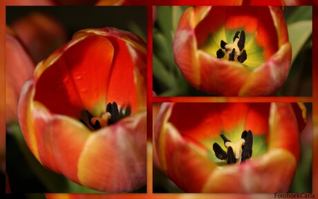 tulpen