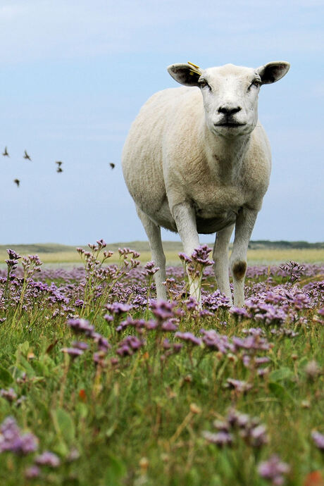 Slufterschaap