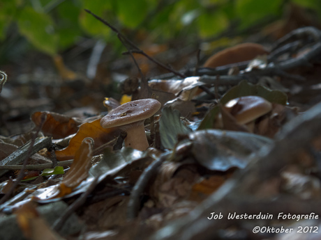 Herfstsfeer op landgoed Wamberg